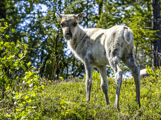 Reindeer, Norway, Finnmark