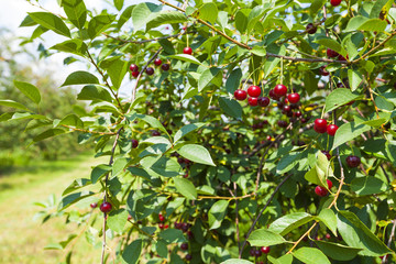 cherries tree fresh