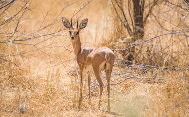 Male steenbok antelope (Raphicerus campestris) standing in african bush. Etosha National Park, Namibia, Africa.