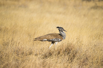 Kori Bustard (Ardeotis kori) walking in the grasslands of Etosha in Namibia, Africa.