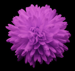 pink flower chrysanthemum.  garden flower.  black  isolated background with clipping path.  Closeup. no shadows.  Nature.