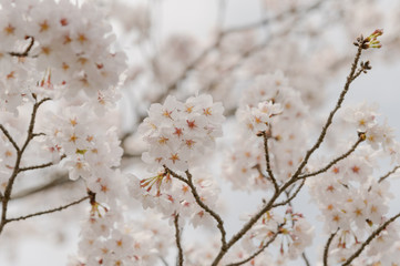 桜の花
