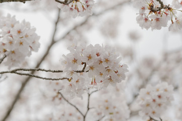 桜の花
