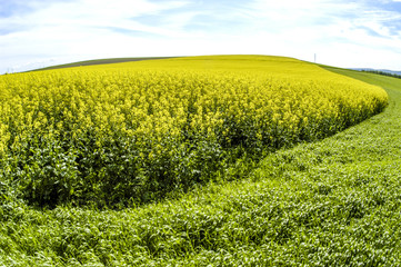 Rape field in blossom, Austria, Lower Austria, Weinviertel