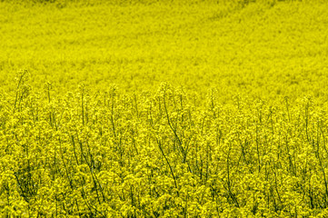 Rape field in blossom, Austria, Lower Austria, Weinviertel