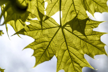 Young leave of maple tree in spring time, fresh green