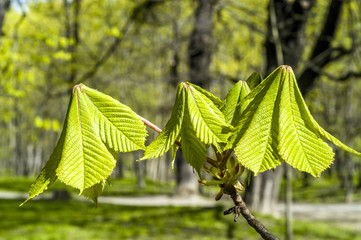 Chestnut tree, young leaves in spring time