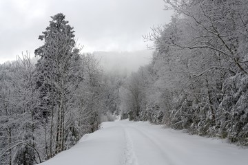 Forets vosgiennes en hiver