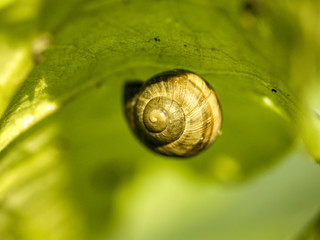 Snail