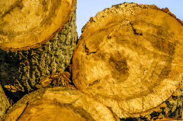 Oaktrees in morning light, Romania, Black Sea Coast, Constanta a