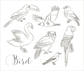 Bird collection set