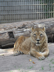 Naklejka premium Löwe