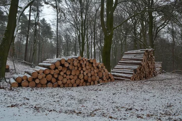 Fototapeten besneeuwde houttassen in de Kruisbergse Bossen © henkbouwers