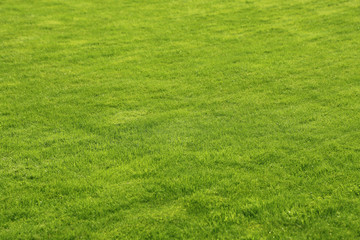 Green lawn background