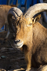 Goat with big horns