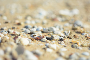 Bright seashells on the seashore. Beautiful seashells on the beach. Twisted shell beige yellow and pink colors.