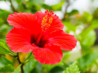 沖縄県 石垣島 ハイビスカス