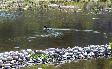 En Storskrake simmar i en damm vid Hemmesta