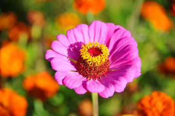 Beautiful zinnia flower