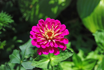 Obraz premium Beautiful zinnia flower