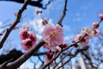 梅の花