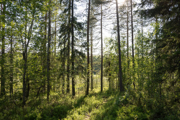 Tallskog med myrmark som skymtar mellan träden
