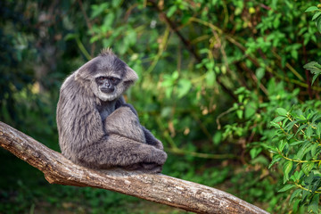 Silvery gibbon (Hylobates moloch)