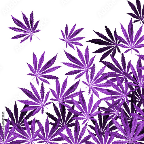 "Purple, violet Cannabis leaves on white background" Stock photo and