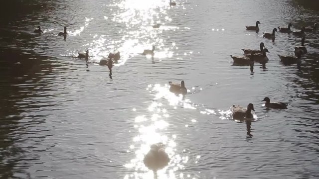 Canada Geese Goose, Ducks and Seagulls - Feeding Water Birds