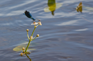 голубая стрекоза на цветке стрелолиста обыкновенного