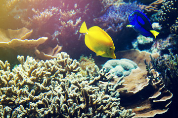 Naklejka na ściany i meble Beautiful Fish Red Sea Coral Animal. Horizontal with Copy Space.