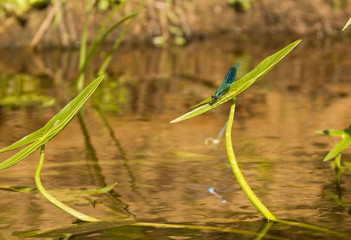 голубая стрекоза на листе стрелолиста обыкновенного