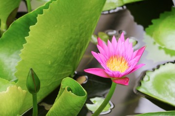 Lotus lilly pink on water beautiful, selective focus and soft background © pramot48