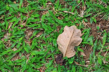 Dry leaf on the grass and drop of water with copy space for add text