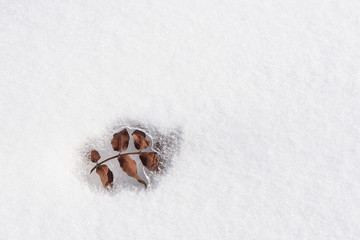Leaf spring emerged from under the snow.