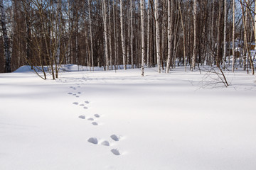 Next the hare in the snow in the winter forest © river34