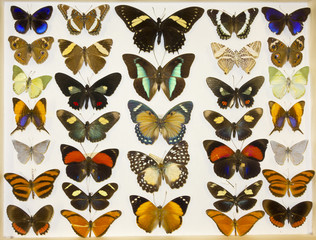 Cased Collection of Exotic Butterflies
