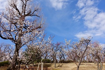 梅の花