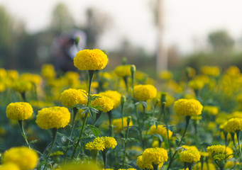 Obraz premium Yellow Calendula or Marigold flowers in the garden-blurred background and select focus