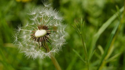 Close up of dandelion seed clock