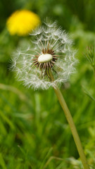 Close up of dandelion seed clock 