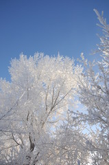Trees covered with rime