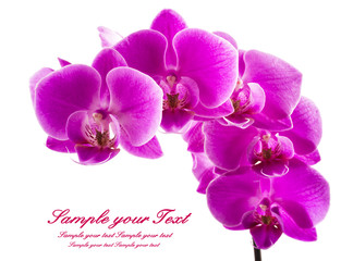 Orchid isolated on white background. Abundant flowering of magenta phalaenopsis orchid.  Spa background. Selective focus