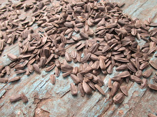 Семена подсолнуха. Семечки