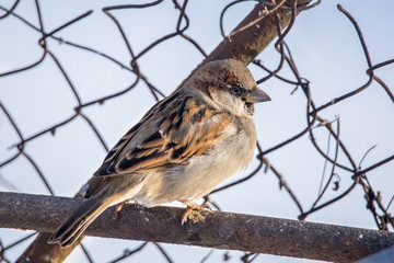 Sparrow siting on a metal fence with a backlit background.
