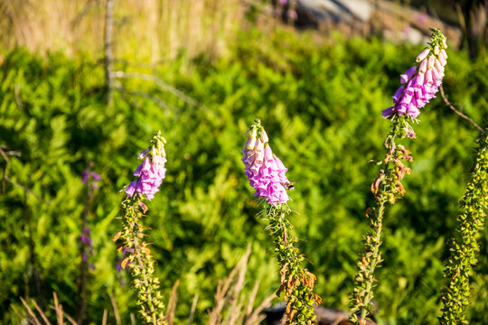 Skogsblomor av ok&auml;nd art