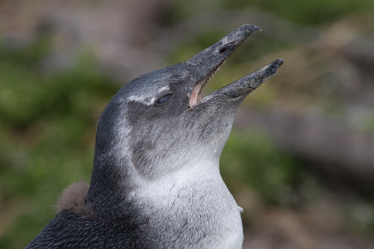 Jackass Penguin, Betty's Bay, South Africa