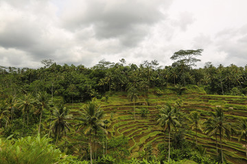 Fototapeta na wymiar Rice plantation