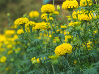 Obraz premium Yellow Calendula or Marigold flowers in the garden-blurred background and select focus