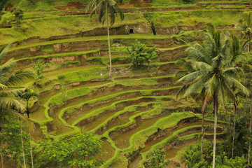 Rice plantation